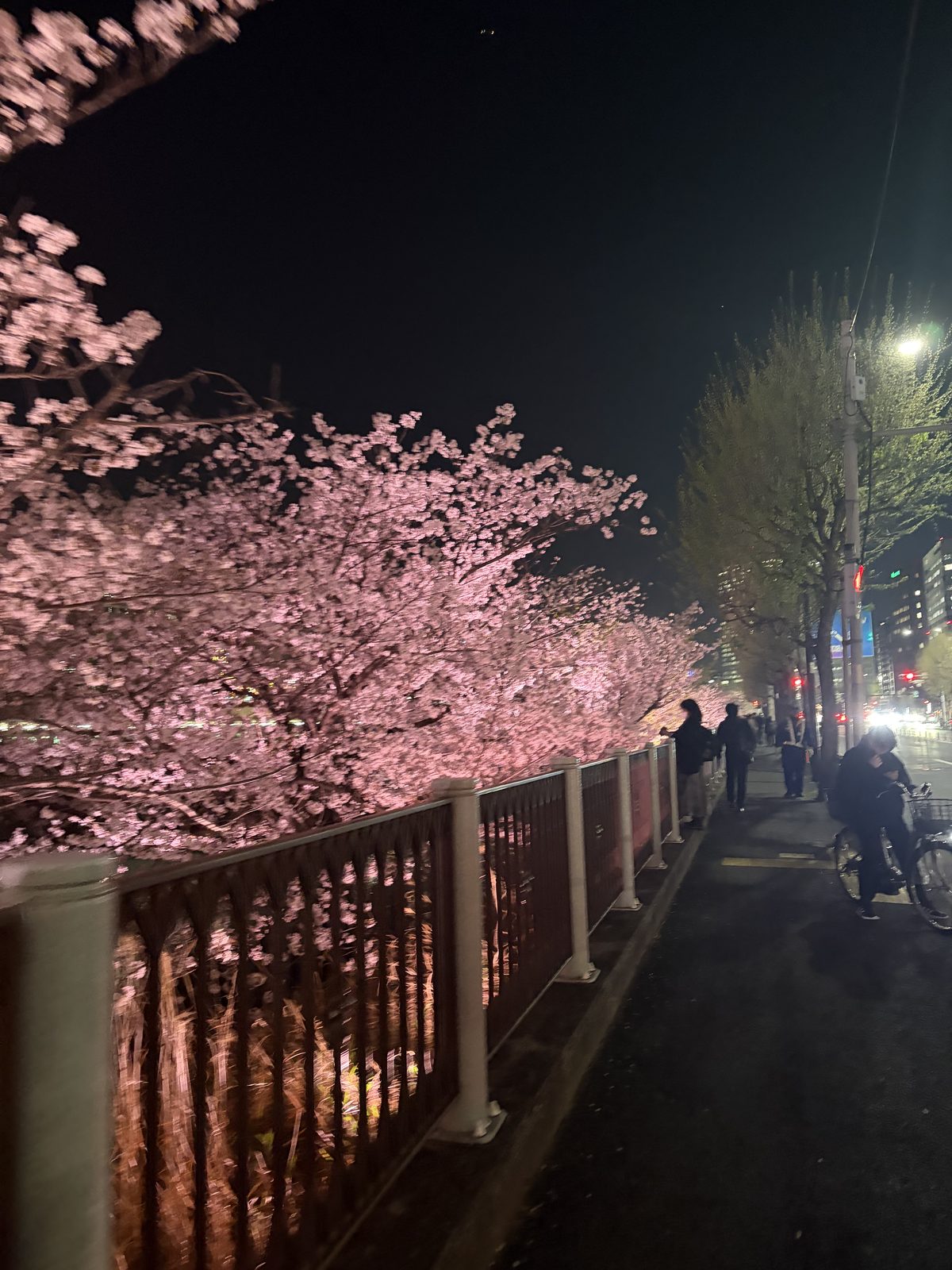 夜桜