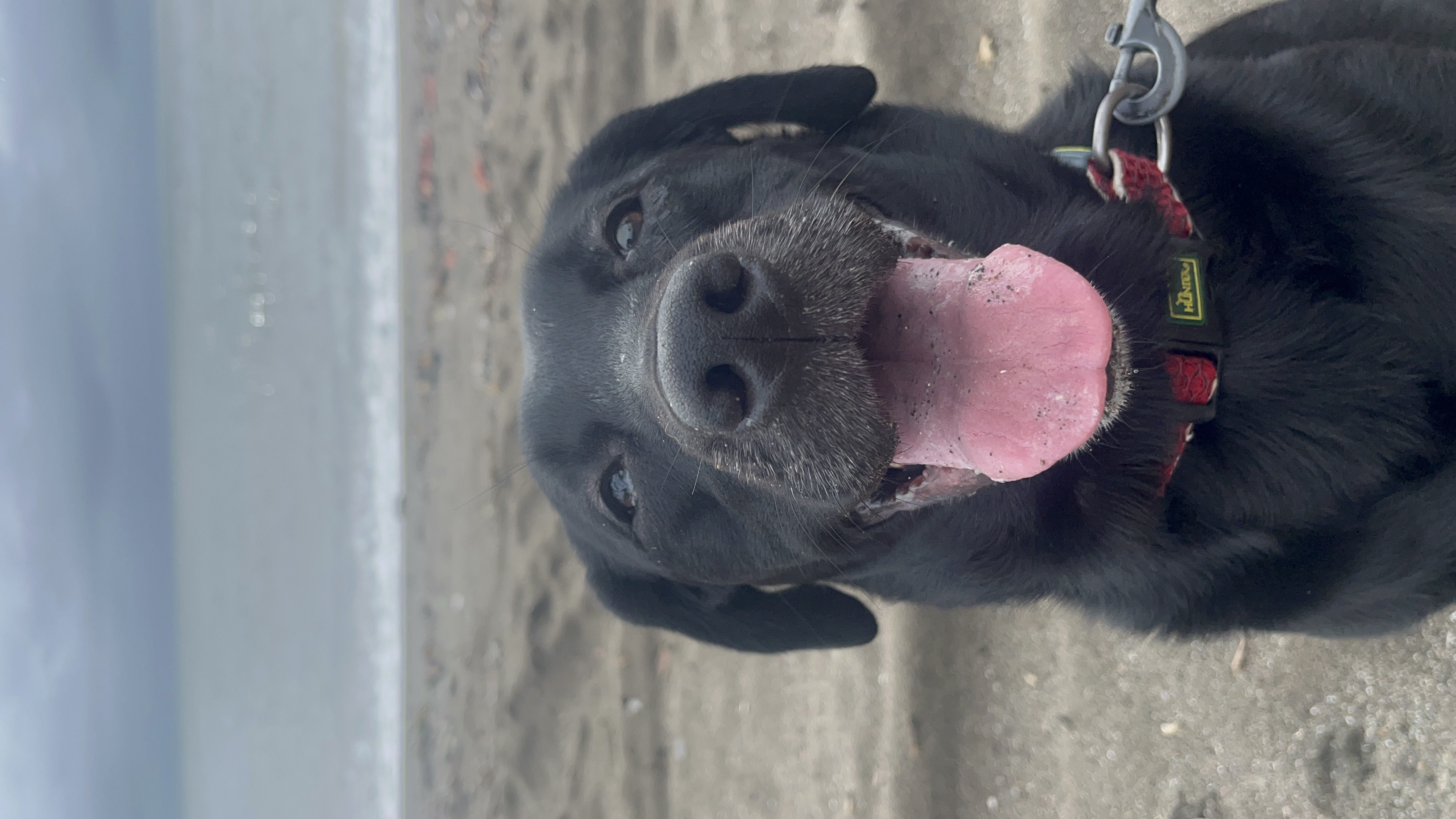 愛犬